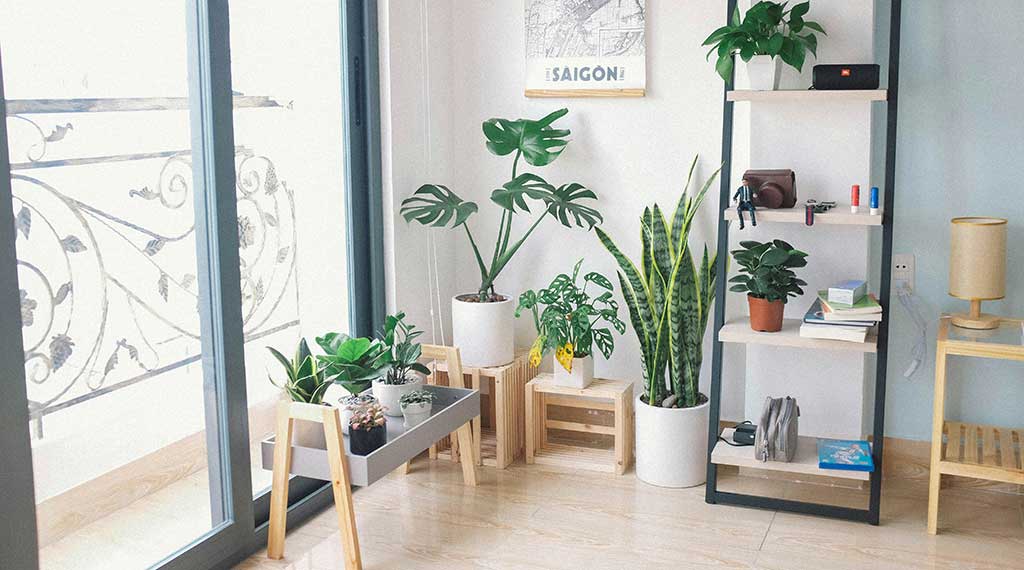 plantas-na-sala-vasos Foto de Huy Phan na Unsplash